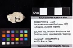 Foto (Objket + Etiketten) von Protosphaeroma straeleni (Bachmayer, 1955) 